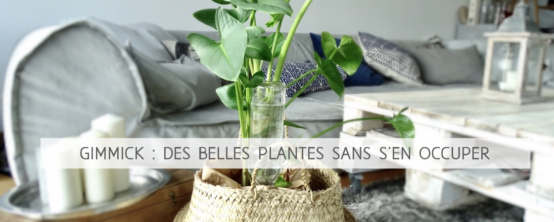 Arrosoir plante antomatique Arrosoir plante antomatique